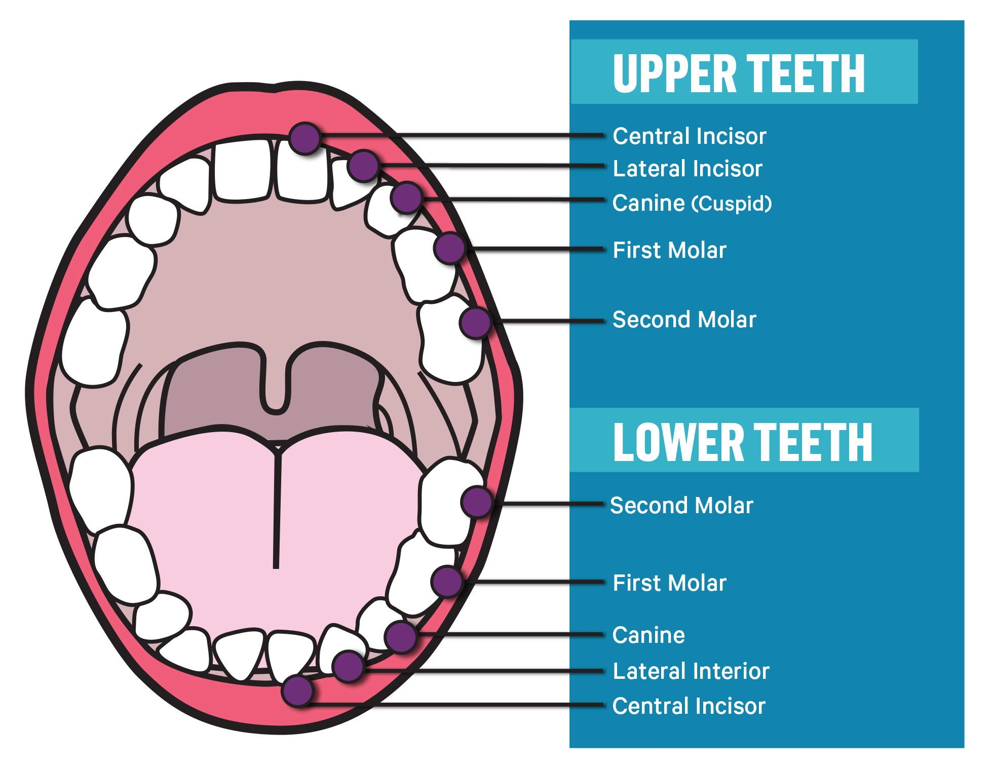 The Different Types of Teeth and What They Do | Advantage Dental+